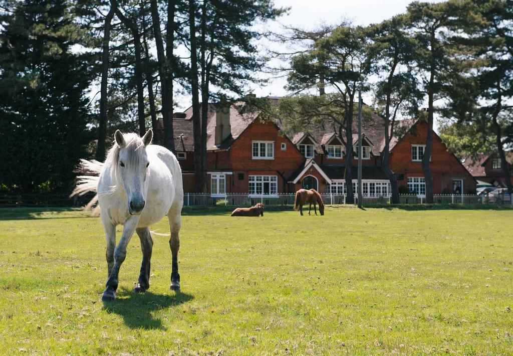 Beaulieu Hotel Lyndhurst Exterior foto